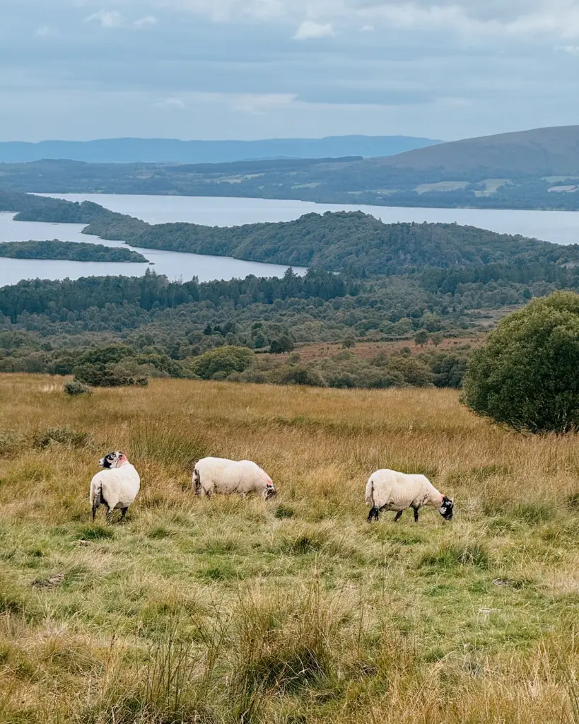 WhatsApp Image 2026-02-12 at 4.56.02 PM.webp